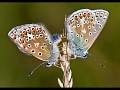 Charles Whitfield-King - Common Blue Butterfly Paired